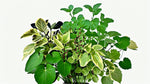 Plectranthus Swedish Ivy Assorted live plant from Divine Roots — photo 8 of 10