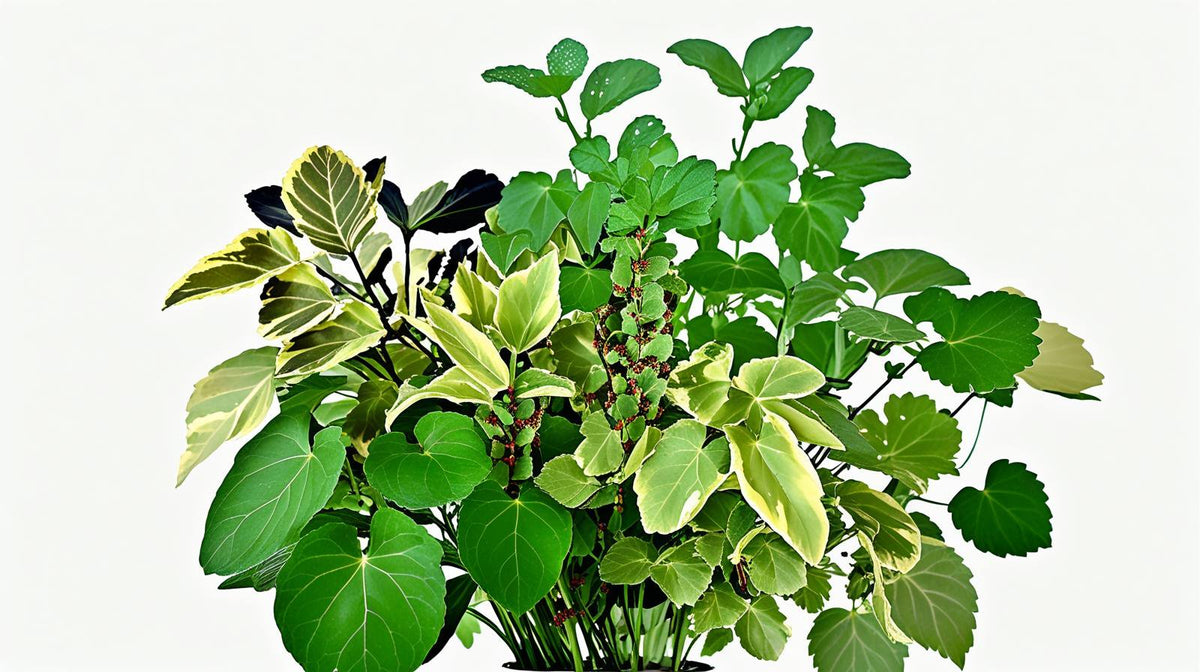 Plectranthus Swedish Ivy Assorted live plant from Divine Roots — photo 8 of 10