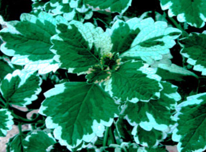 Plectranthus Swedish Ivy Mint live plant from Divine Roots — photo 2 of 12