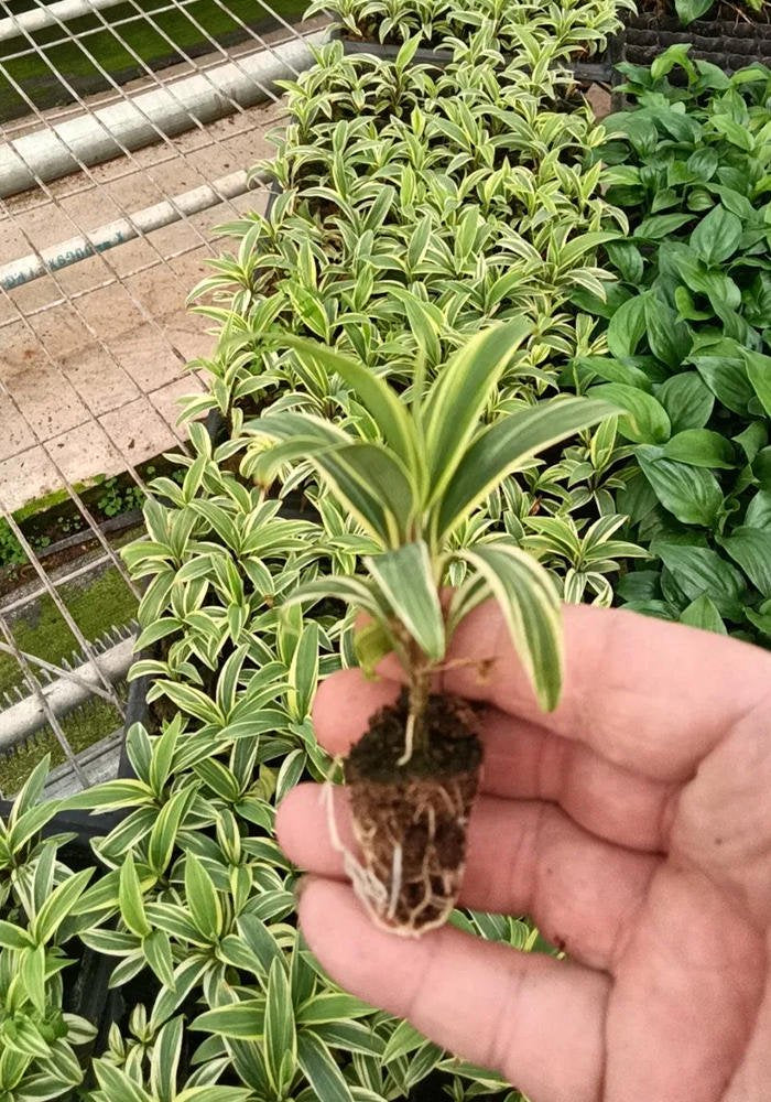 close-up detail of Cordyline Coffee Compacta Regular Rooted Starter Plant live palm from Divine Roots