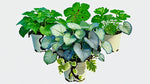 side profile of Plectranthus Swedish Ivy Assorted Rooted Starter Plant live trailing plant from Divine Roots