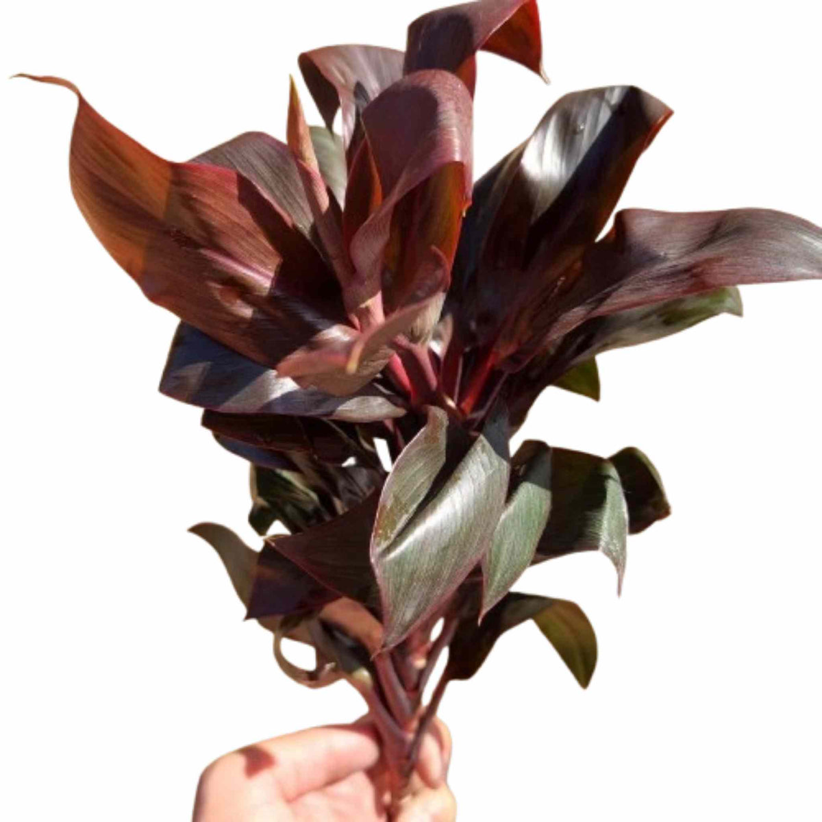 side profile of Cordyline Coffee Compacta live palm from Divine Roots