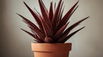 leaf detail of Cordyline Coffee Compacta Regular Rooted Starter Plant live palm from Divine Roots