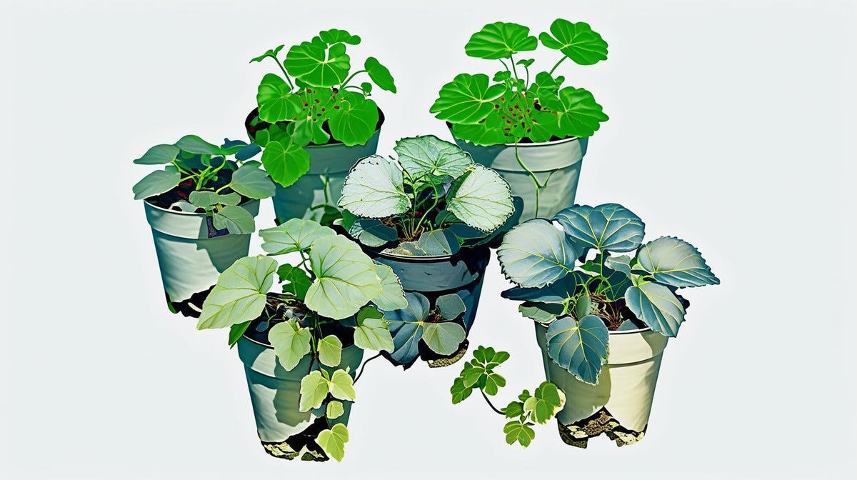 detail shot of Plectranthus Swedish Ivy Assorted Rooted Starter Plant live trailing plant from Divine Roots
