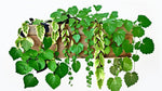 Plectranthus Swedish Ivy Assorted live plant from Divine Roots — photo 4 of 10