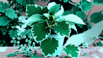 Plectranthus Swedish Ivy Mint live plant from Divine Roots — photo 5 of 12