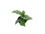 growth pattern of Calathea Freddie live prayer plant from Divine Roots