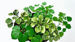 Plectranthus Swedish Ivy Assorted live plant from Divine Roots — photo 6 of 10