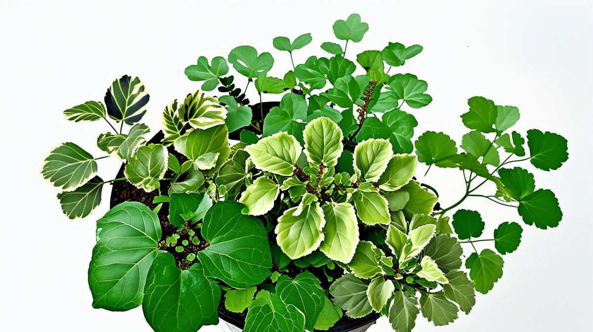 Plectranthus Swedish Ivy Assorted live plant from Divine Roots — photo 6 of 10