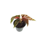 top view of Angel Wing Begonia Torch live Begonia from Divine Roots