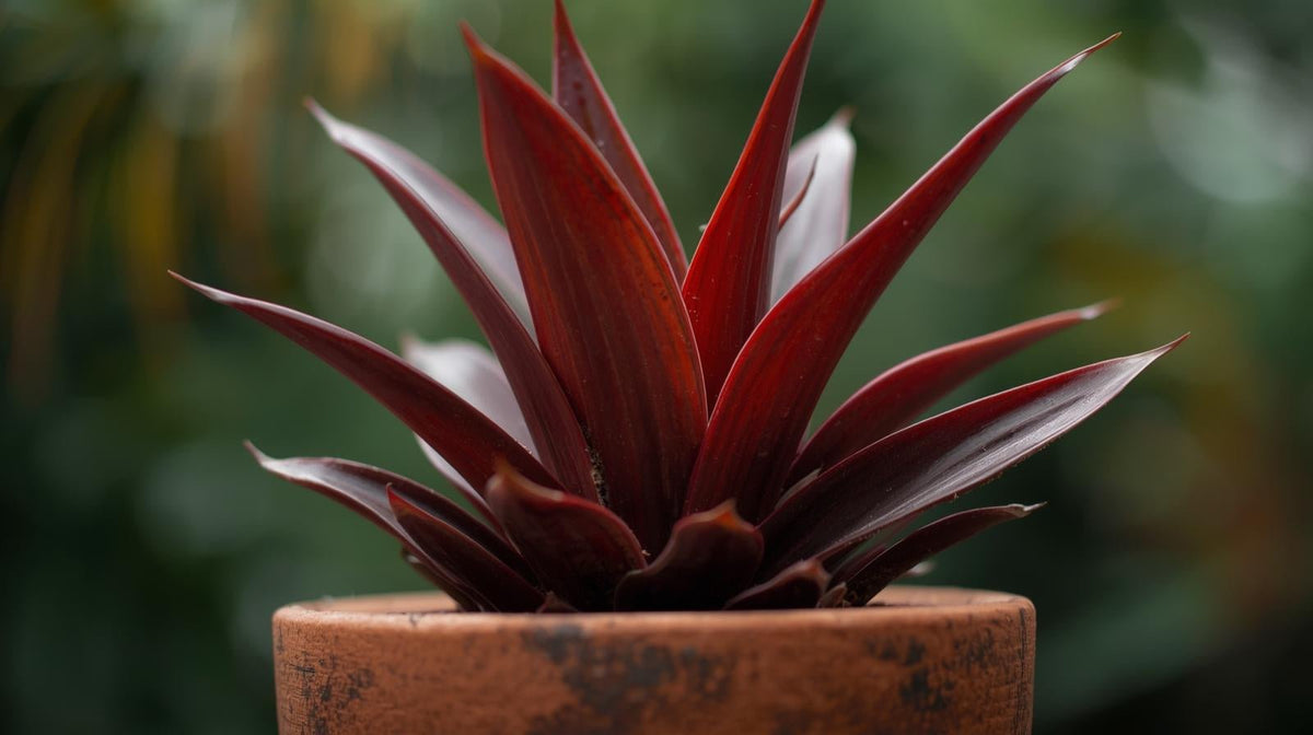new growth on Cordyline Coffee Compacta Regular Rooted Starter Plant live palm from Divine Roots