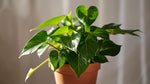 Philodendron Cordatum Regular live plant from Divine Roots — photo 7 of 10