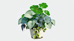 top view of Plectranthus Swedish Ivy Assorted Rooted Starter Plant live trailing plant from Divine Roots