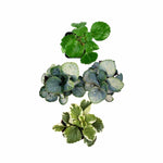 close-up detail of Plectranthus Swedish Ivy Assorted Rooted Starter Plant live trailing plant from Divine Roots