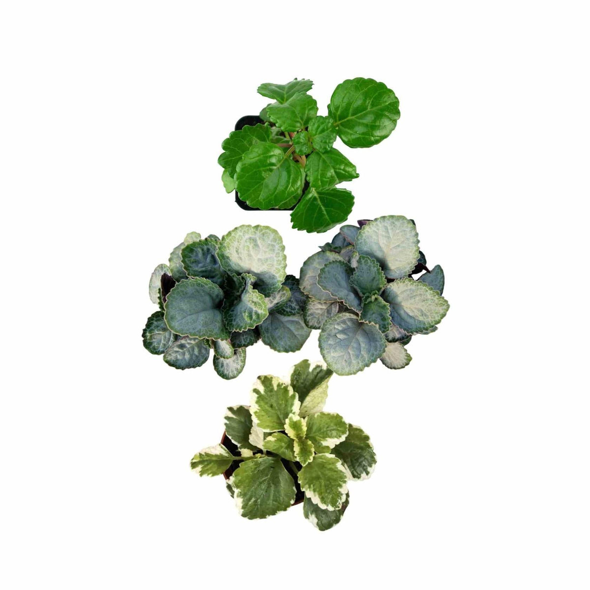 close-up detail of Plectranthus Swedish Ivy Assorted Rooted Starter Plant live trailing plant from Divine Roots