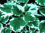 Plectranthus Swedish Ivy Mint live plant from Divine Roots — photo 3 of 12