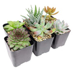 Pet Friendly Succulent Pack live succulent from Divine Roots