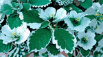Plectranthus Swedish Ivy Mint live plant from Divine Roots — photo 10 of 12