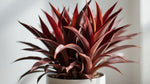potted Cordyline Coffee Compacta Regular Rooted Starter Plant live palm from Divine Roots