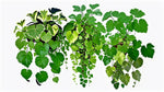 Plectranthus Swedish Ivy Assorted live plant from Divine Roots — photo 5 of 10