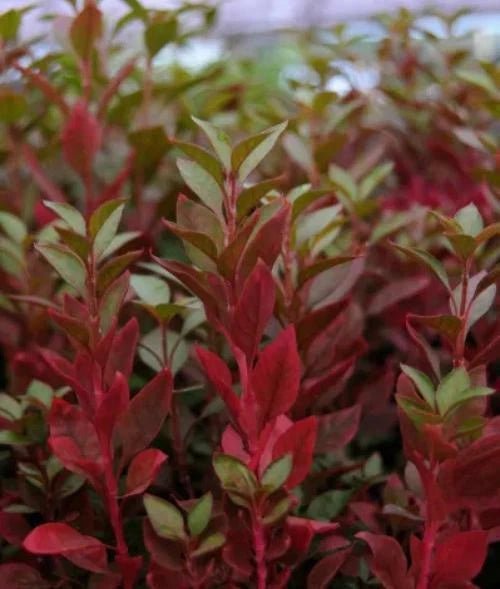 Joseph’s Coat “Multi-Color Hedge” (Alternathera sp.) live houseplant from Divine Roots