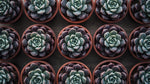 growth pattern of Rosette Shaped Succulent Pack live succulent from Divine Roots