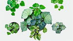 mature specimen of Plectranthus Swedish Ivy Assorted Rooted Starter Plant live trailing plant from Divine Roots