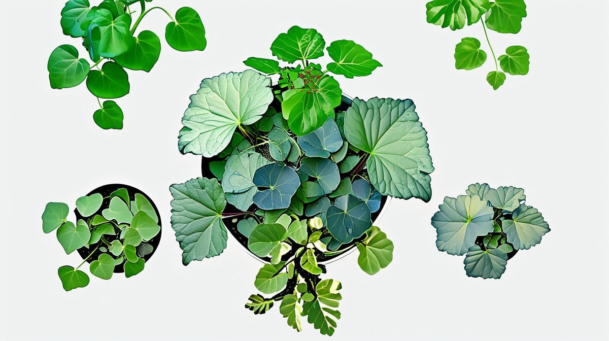 mature specimen of Plectranthus Swedish Ivy Assorted Rooted Starter Plant live trailing plant from Divine Roots