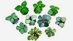 potted Plectranthus Swedish Ivy Assorted Rooted Starter Plant live trailing plant from Divine Roots