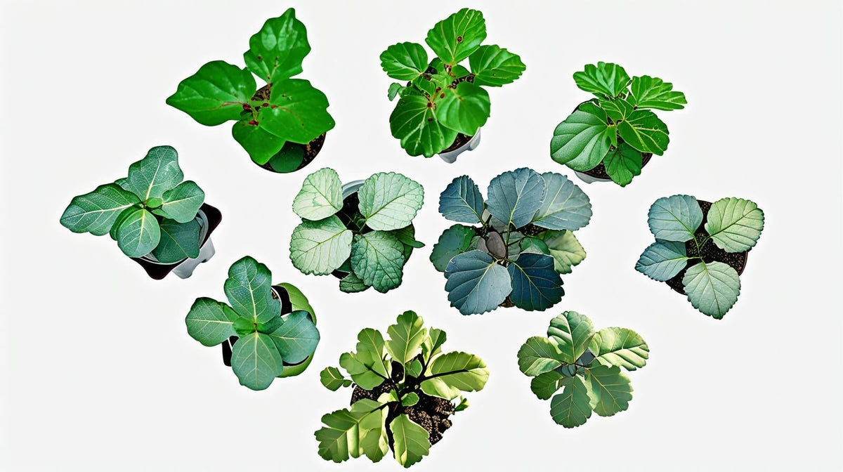 potted Plectranthus Swedish Ivy Assorted Rooted Starter Plant live trailing plant from Divine Roots
