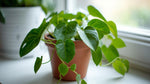 Philodendron Cordatum Regular live plant from Divine Roots — photo 9 of 10