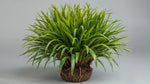 top view of Cordyline Coffee Compacta Regular Rooted Starter Plant live palm from Divine Roots