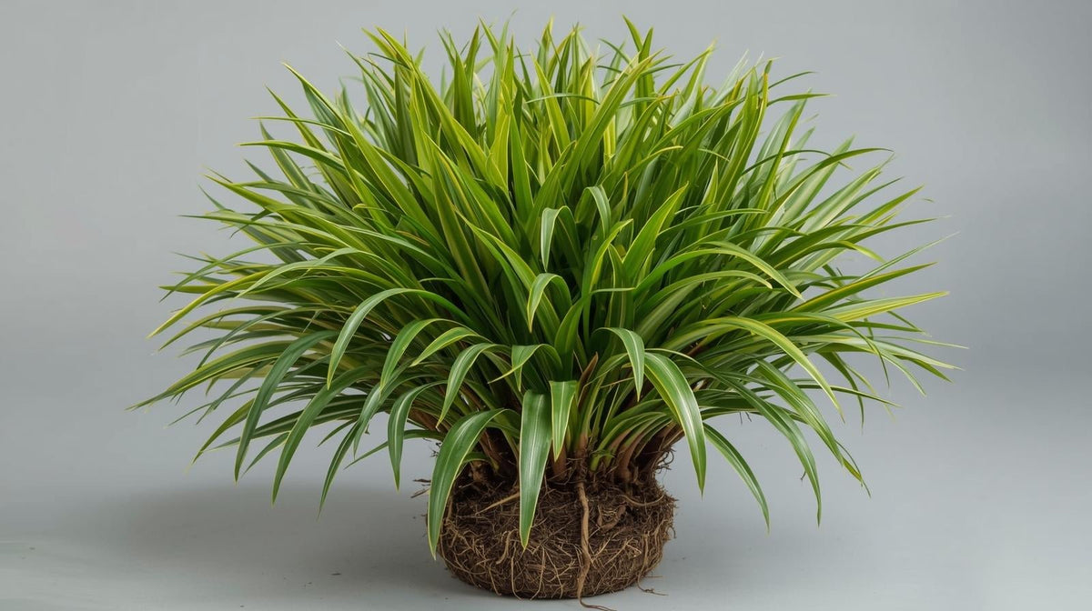 top view of Cordyline Coffee Compacta Regular Rooted Starter Plant live palm from Divine Roots