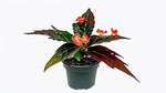 new growth on Angel Wing Begonia Torch live Begonia from Divine Roots