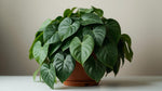 Philodendron Cordatum Regular live plant from Divine Roots — photo 10 of 10
