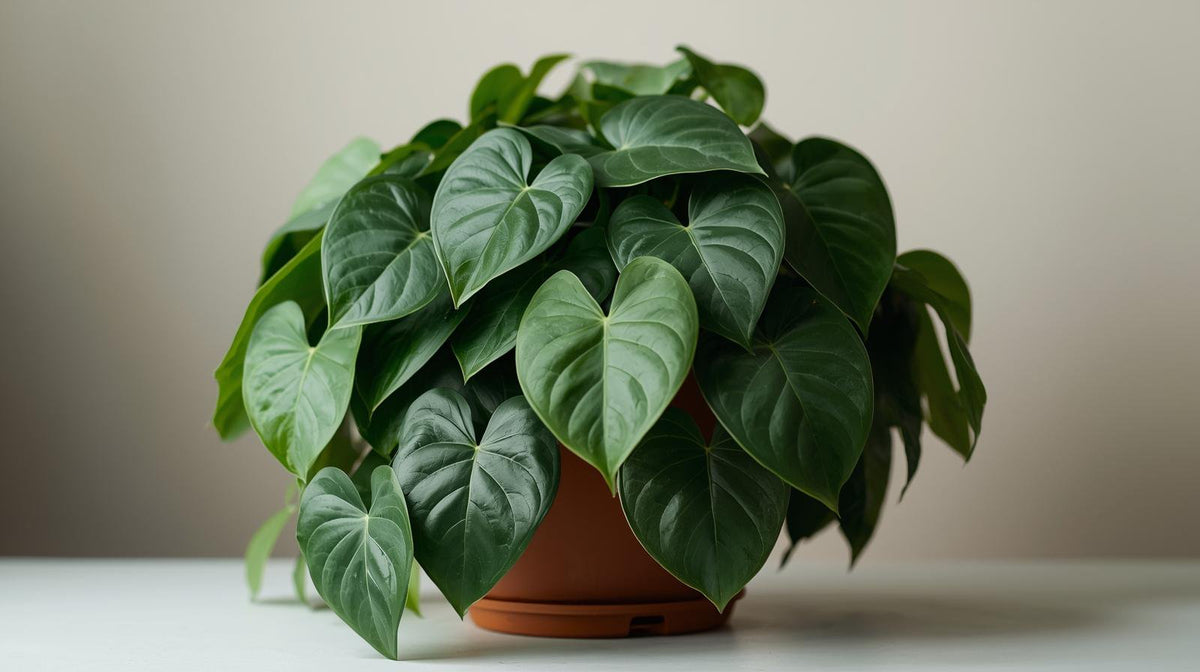 Philodendron Cordatum Regular live plant from Divine Roots — photo 10 of 10