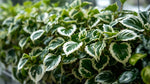 Plectranthus Swedish Ivy Assorted live plant from Divine Roots — photo 10 of 10