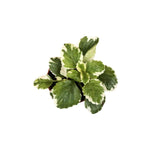 Plectranthus Swedish Ivy Assorted live plant from Divine Roots — photo 2 of 10
