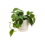 Philodendron Cordatum Regular live plant from Divine Roots — photo 3 of 10