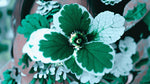 Plectranthus Swedish Ivy Mint live plant from Divine Roots — photo 6 of 12