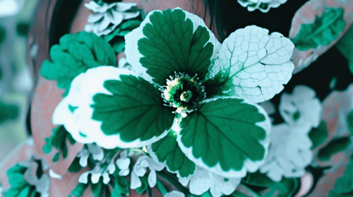 Plectranthus Swedish Ivy Mint live plant from Divine Roots — photo 6 of 12