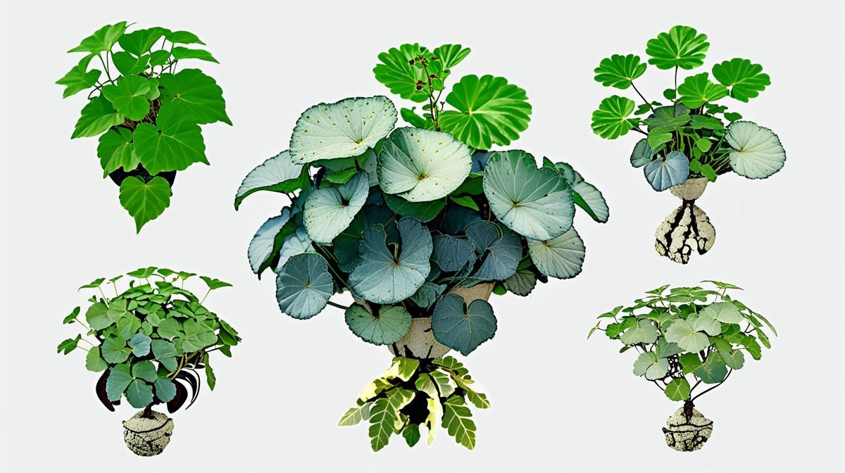 new growth on Plectranthus Swedish Ivy Assorted Rooted Starter Plant live trailing plant from Divine Roots