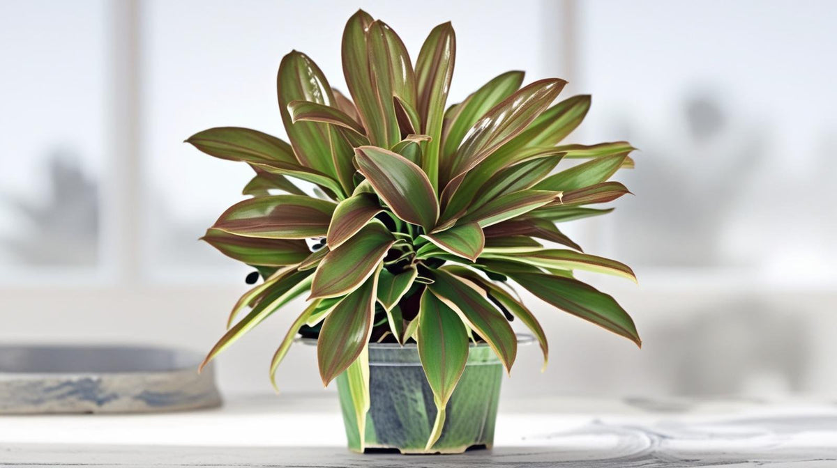 full view of Cordyline Coffee Compacta live palm from Divine Roots