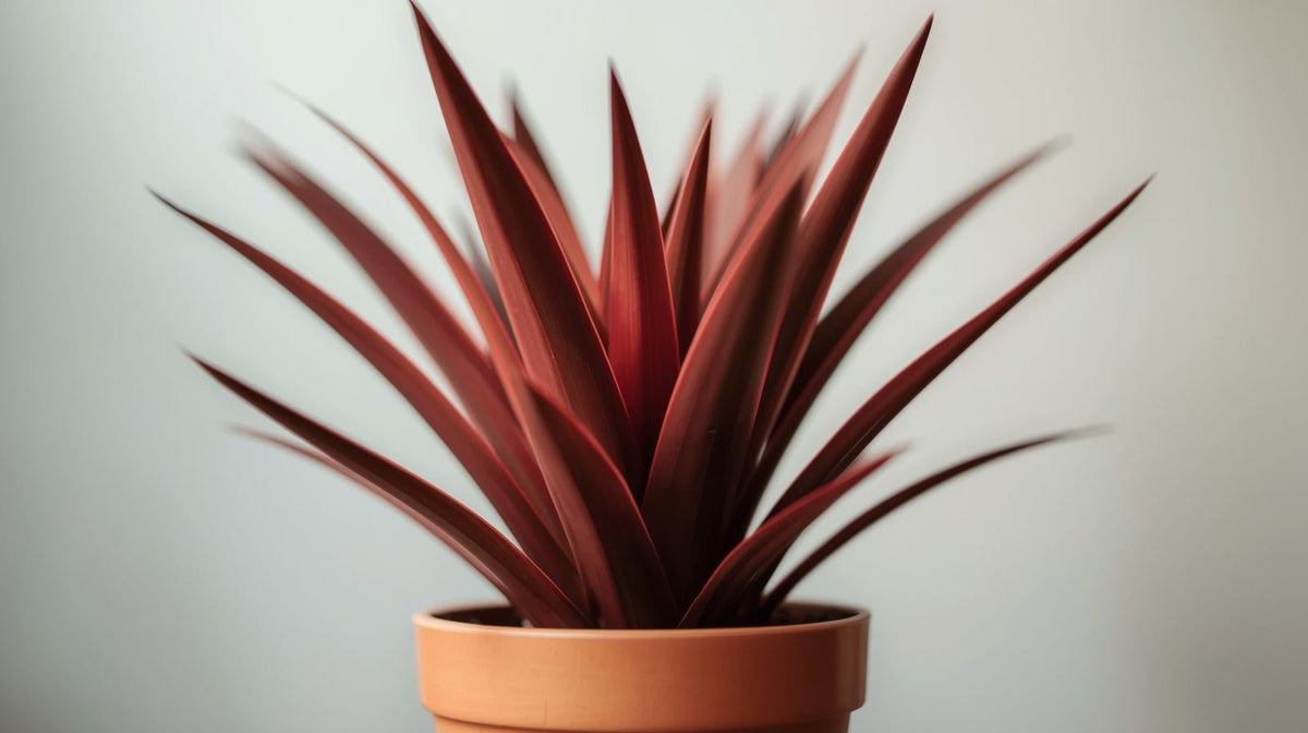 size reference for Cordyline Coffee Compacta Regular Rooted Starter Plant live palm from Divine Roots