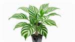 leaf detail of Calathea Freddie live prayer plant from Divine Roots