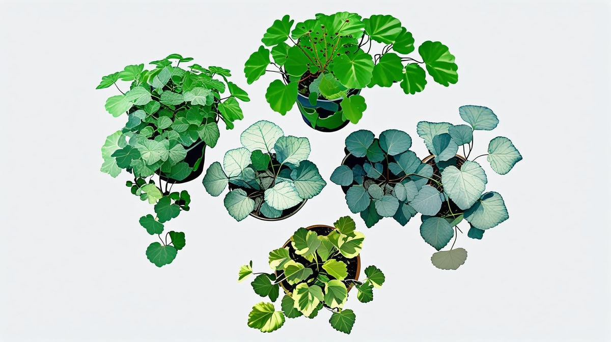 growth pattern of Plectranthus Swedish Ivy Assorted Rooted Starter Plant live trailing plant from Divine Roots