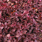 top view of Joseph’s Coat “Multi-Color Hedge” (Alternathera sp.) live houseplant from Divine Roots