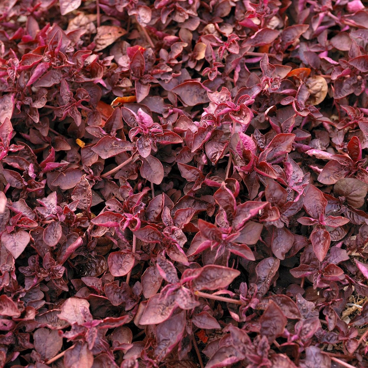top view of Joseph’s Coat “Multi-Color Hedge” (Alternathera sp.) live houseplant from Divine Roots