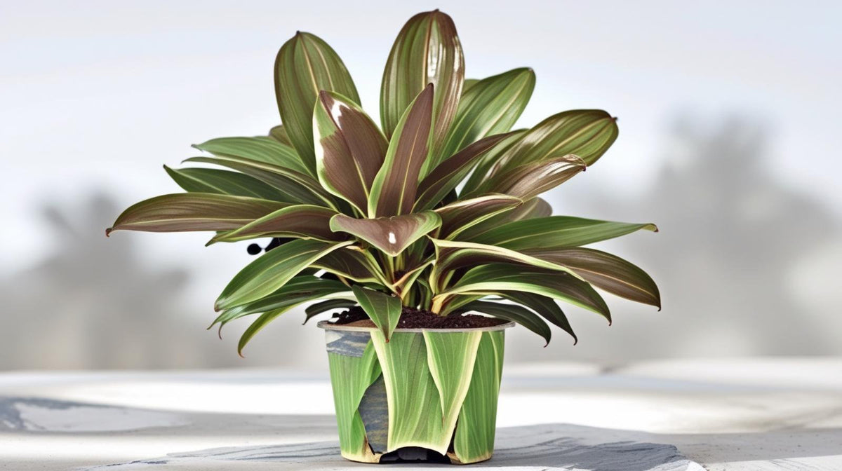 new growth on Cordyline Coffee Compacta live palm from Divine Roots