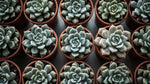 size reference for Rosette Shaped Succulent Pack live succulent from Divine Roots